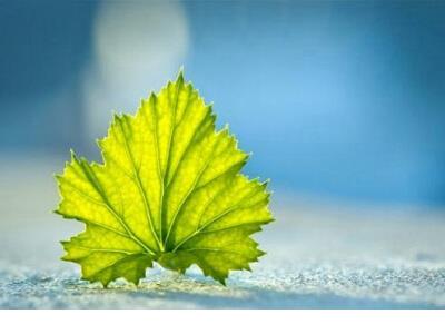 给新老客户新年祝福语
