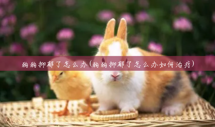 狗狗抑郁了怎么办(狗狗抑郁了怎么办如何治疗) 狗狗抑郁了怎么办(狗狗抑郁了怎么办如何治疗)