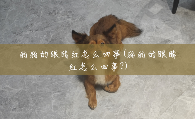 狗狗的眼睛红怎么回事(狗狗的眼睛红怎么回事?) 狗狗的眼睛红怎么回事(狗狗的眼睛红怎么回事?)