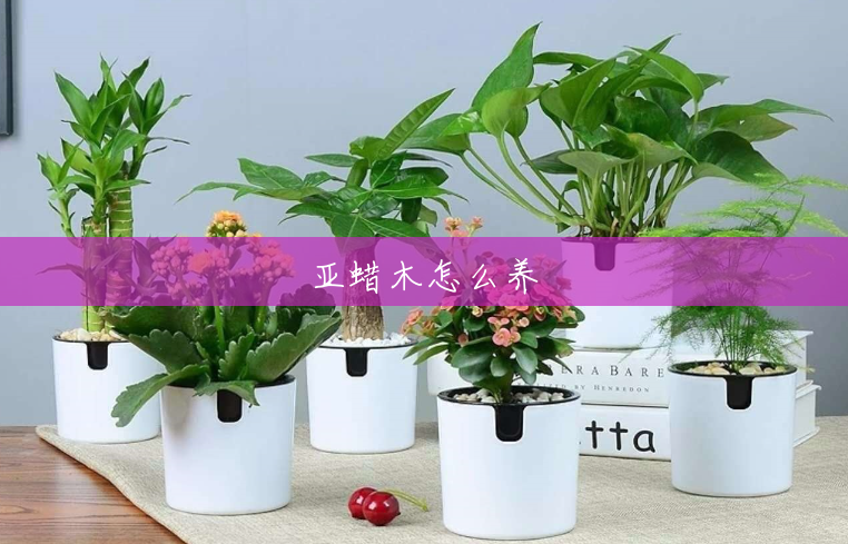 亚蜡木怎么养 亚蜡木怎么养