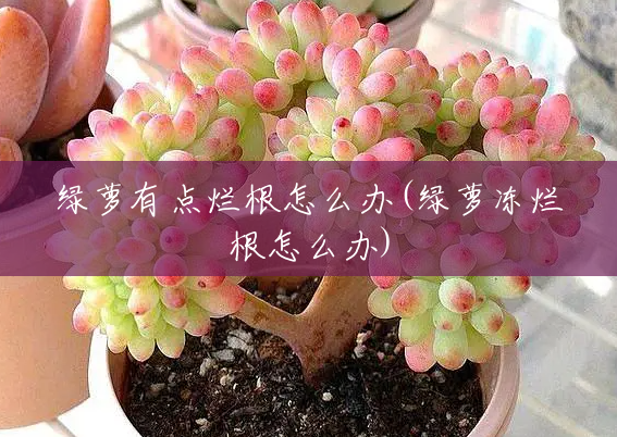 绿萝有点烂根怎么办(绿萝冻烂根怎么办) 绿萝有点烂根怎么办(绿萝冻烂根怎么办)
