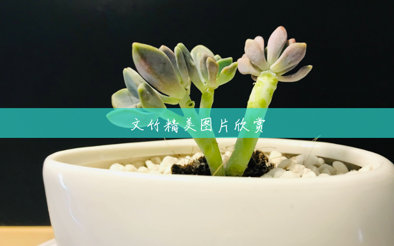 文竹精美图片欣赏 文竹精美图片欣赏
