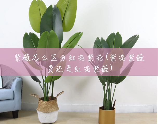 紫薇怎么区分红花紫花(紫花紫薇贵还是红花紫薇) 紫薇怎么区分红花紫花(紫花紫薇贵还是红花紫薇)