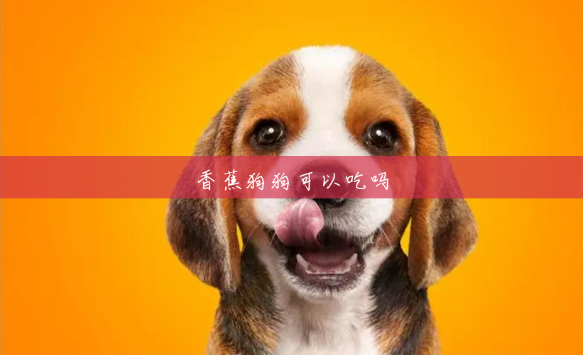 香蕉狗狗可以吃吗 香蕉狗狗可以吃吗