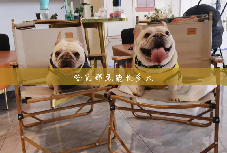 哈瓦那兔能长多大 哈瓦那兔能长多大