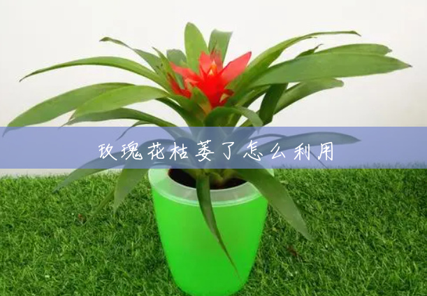 玫瑰花枯萎了怎么利用