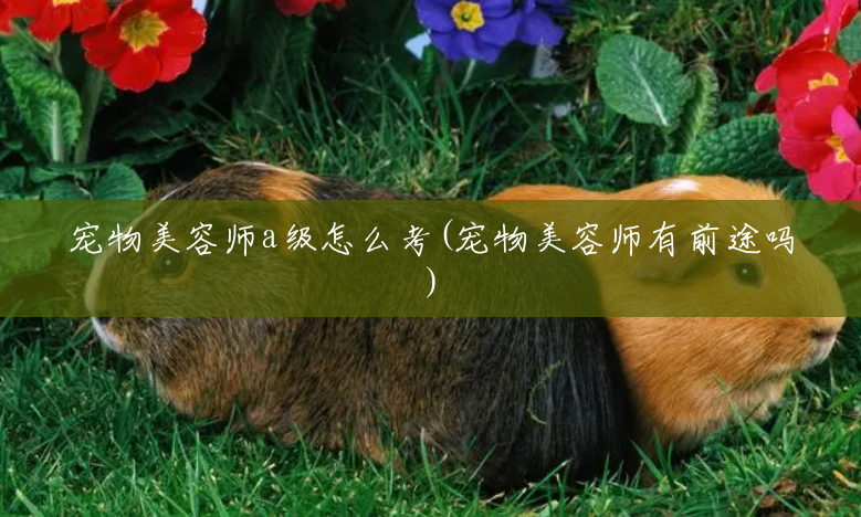 宠物美容师a级怎么考(宠物美容师有前途吗) 宠物美容师a级怎么考(宠物美容师有前途吗)