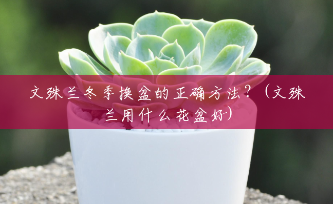 文殊兰冬季换盆的正确方法?(文殊兰用什么花盆好) 文殊兰冬季换盆的正确方法?(文殊兰用什么花盆好)