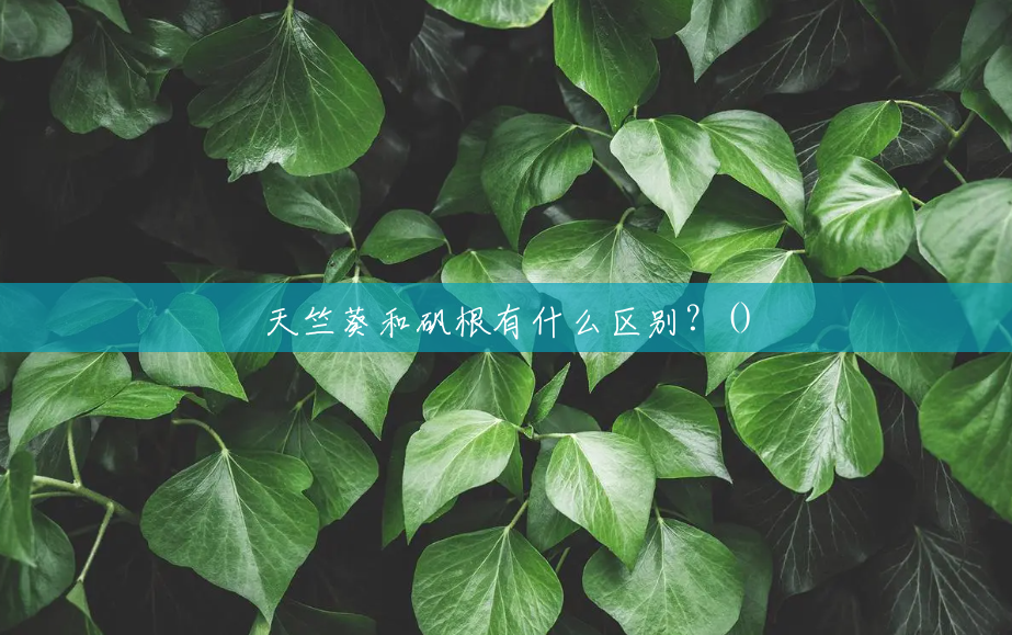 天竺葵和矾根有什么区别?() 天竺葵和矾根有什么区别?()