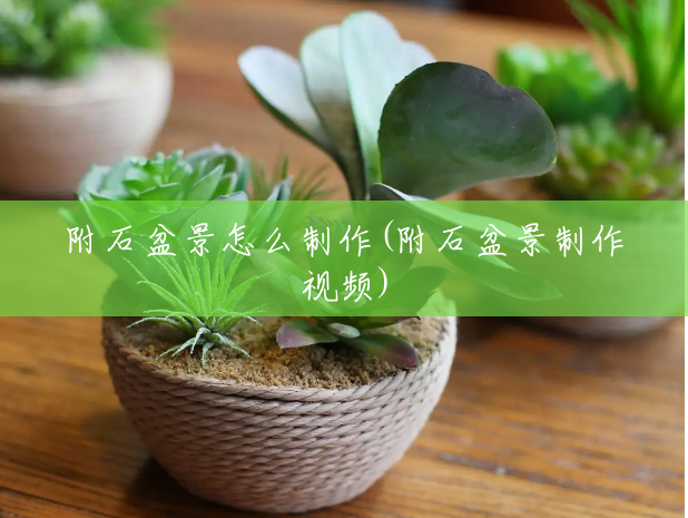 附石盆景怎么制作(附石盆景制作视频) 附石盆景怎么制作(附石盆景制作视频)