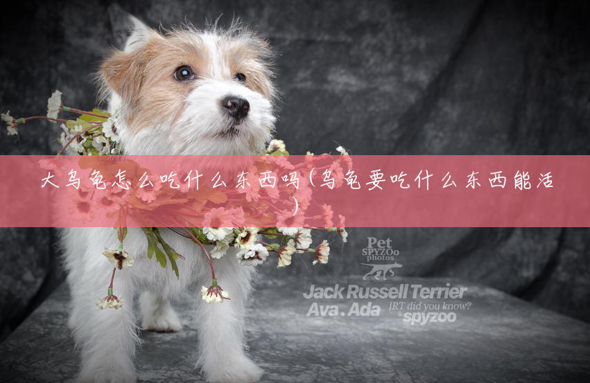 大乌龟怎么吃什么东西吗(乌龟要吃什么东西能活) 大乌龟怎么吃什么东西吗(乌龟要吃什么东西能活)