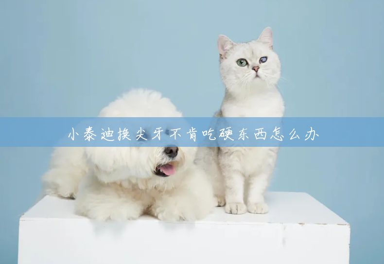 小泰迪换尖牙不肯吃硬东西怎么办 小泰迪换尖牙不肯吃硬东西怎么办