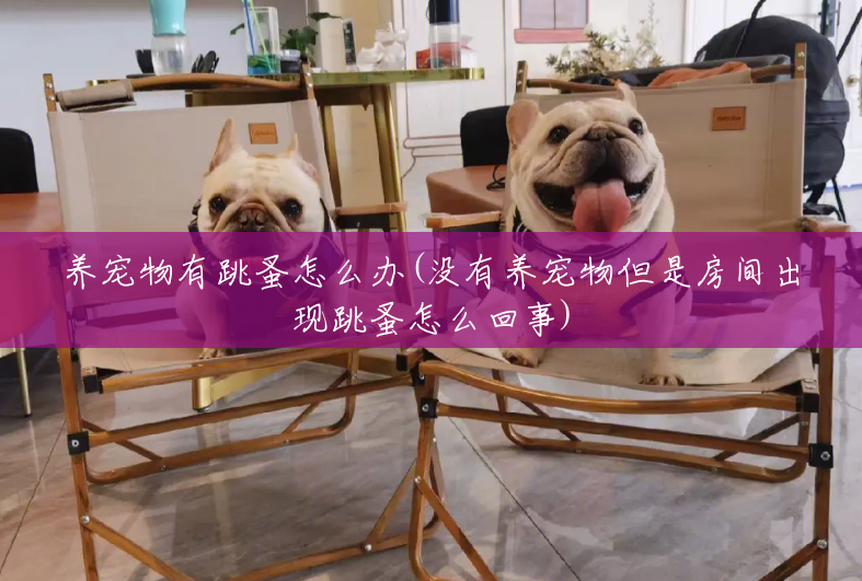 养宠物有跳蚤怎么办(没有养宠物但是房间出现跳蚤怎么回事) 养宠物有跳蚤怎么办(没有养宠物但是房间出现跳蚤怎么回事)