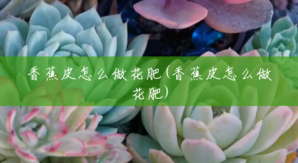 香蕉皮怎么做花肥(香蕉皮怎么做花肥) 香蕉皮怎么做花肥(香蕉皮怎么做花肥)