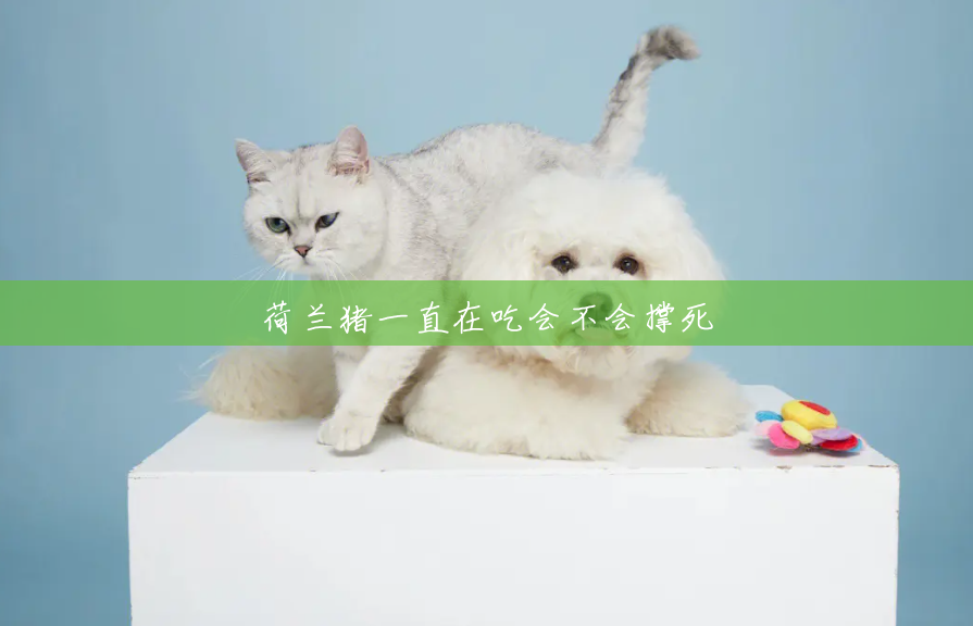 荷兰猪一直在吃会不会撑死 荷兰猪一直在吃会不会撑死