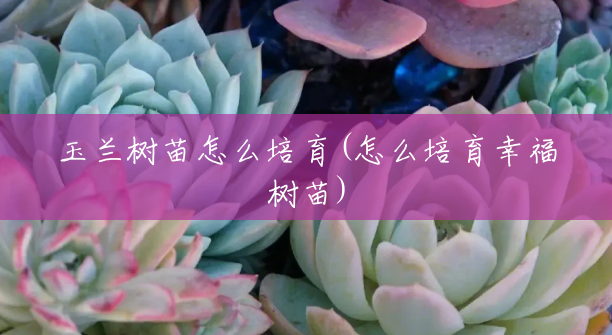 玉兰树苗怎么培育(怎么培育幸福树苗) 玉兰树苗怎么培育(怎么培育幸福树苗)