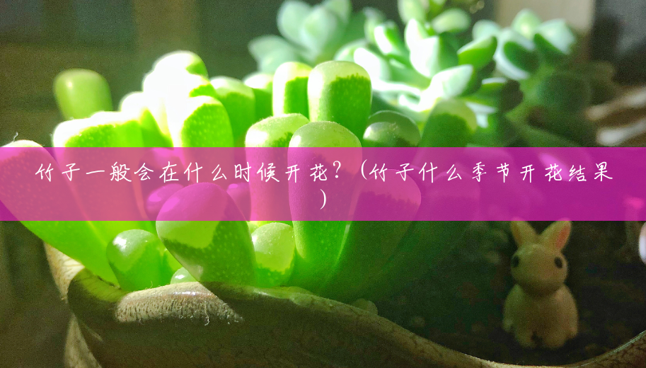 竹子一般会在什么时候开花?(竹子什么季节开花结果) 竹子一般会在什么时候开花?(竹子什么季节开花结果)