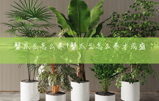 蟹爪兰怎么养(蟹爪兰怎么养才茂盛)