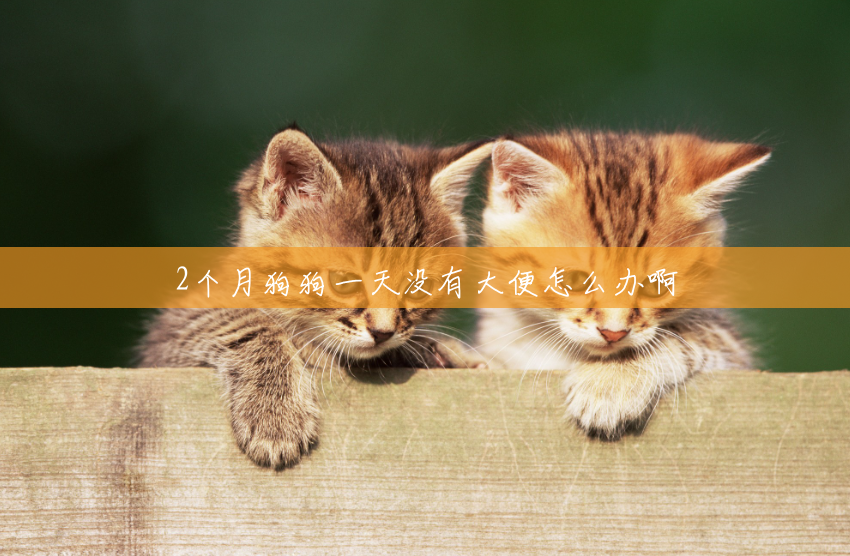 2个月狗狗一天没有大便怎么办啊 2个月狗狗一天没有大便怎么办啊