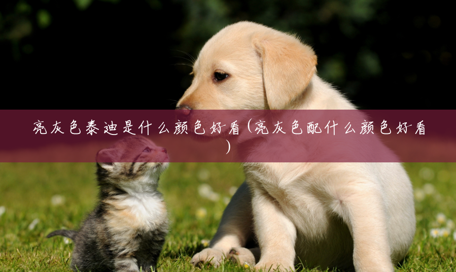 亮灰色泰迪是什么颜色好看(亮灰色配什么颜色好看) 亮灰色泰迪是什么颜色好看(亮灰色配什么颜色好看)