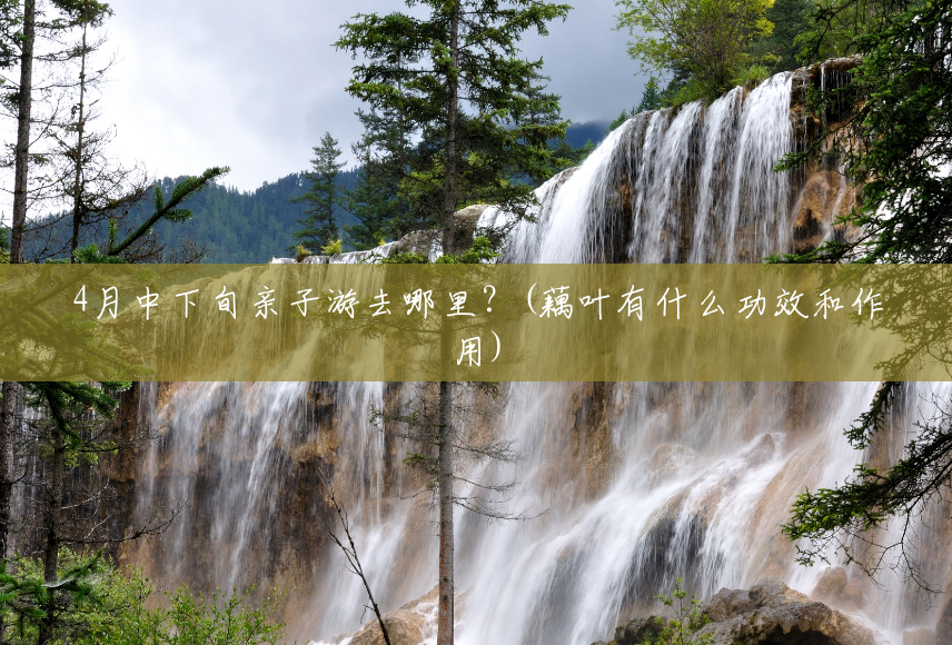 4月中下旬亲子游去哪里?(藕叶有什么功效和作用) 4月中下旬亲子游去哪里?(藕叶有什么功效和作用)