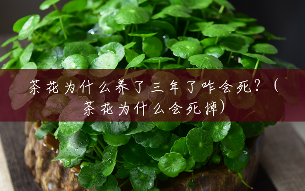 茶花为什么养了三年了咋会死?(茶花为什么会死掉) 茶花为什么养了三年了咋会死?(茶花为什么会死掉)