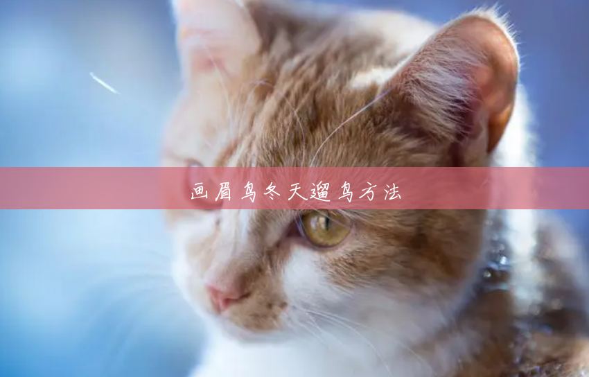 画眉鸟冬天遛鸟方法