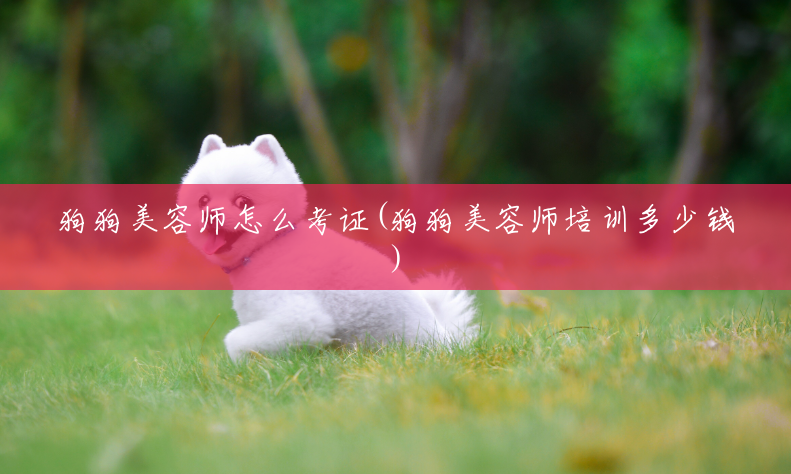 狗狗美容师怎么考证(狗狗美容师培训多少钱) 狗狗美容师怎么考证(狗狗美容师培训多少钱)