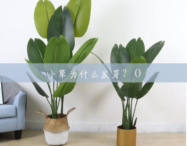 小草为什么发芽?() 小草为什么发芽?()