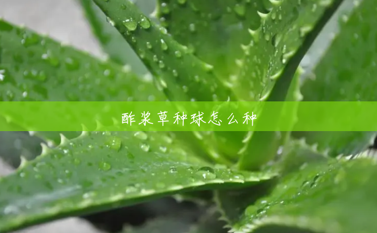 酢浆草种球怎么种