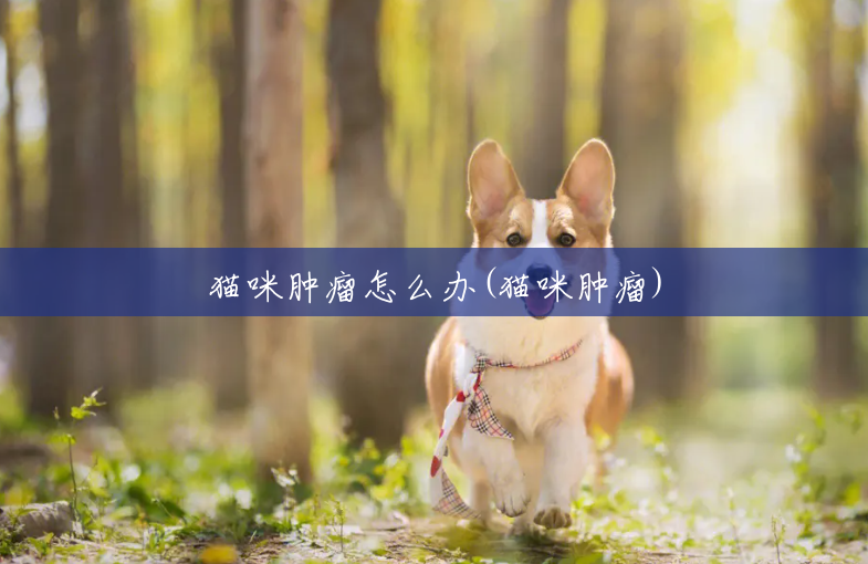 猫咪肿瘤怎么办(猫咪肿瘤)