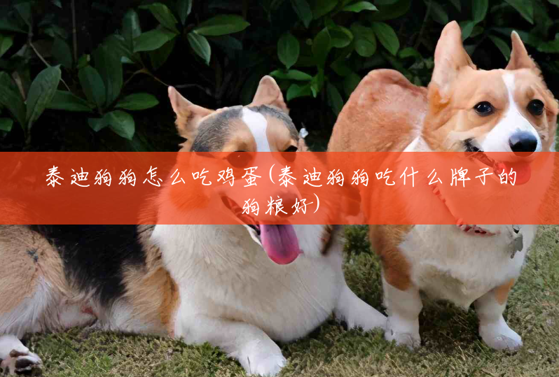 泰迪狗狗怎么吃鸡蛋(泰迪狗狗吃什么牌子的狗粮好) 泰迪狗狗怎么吃鸡蛋(泰迪狗狗吃什么牌子的狗粮好)