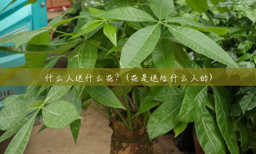 什么人送什么花？(花是送给什么人的)