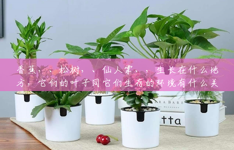 香蕉,、松树,、仙人掌、,生长在什么地方,它们的叶子同它们生存的环境有什么关系?(仙人掌生长在什么地方) 香蕉,、松树,、仙人掌、,生长在什么地方,它们的叶子同它们生存的环境有什么关系?(仙人掌生长在什么地方)