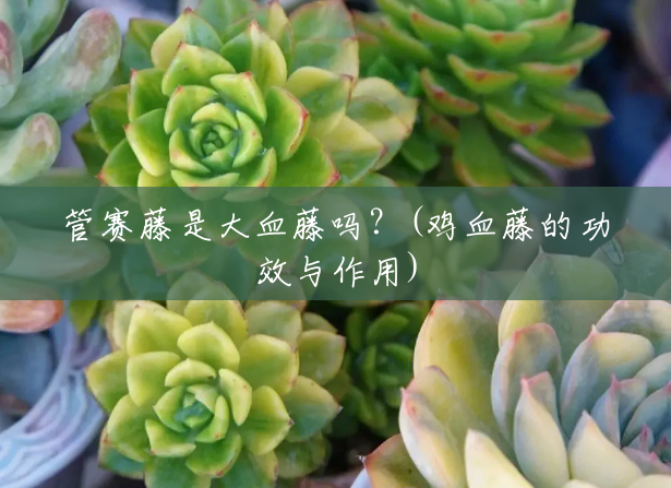管赛藤是大血藤吗?(鸡血藤的功效与作用) 管赛藤是大血藤吗?(鸡血藤的功效与作用)