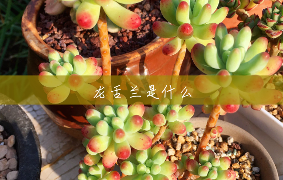 龙舌兰是什么 龙舌兰是什么