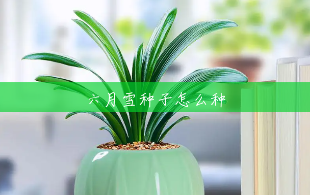 六月雪种子怎么种 六月雪种子怎么种