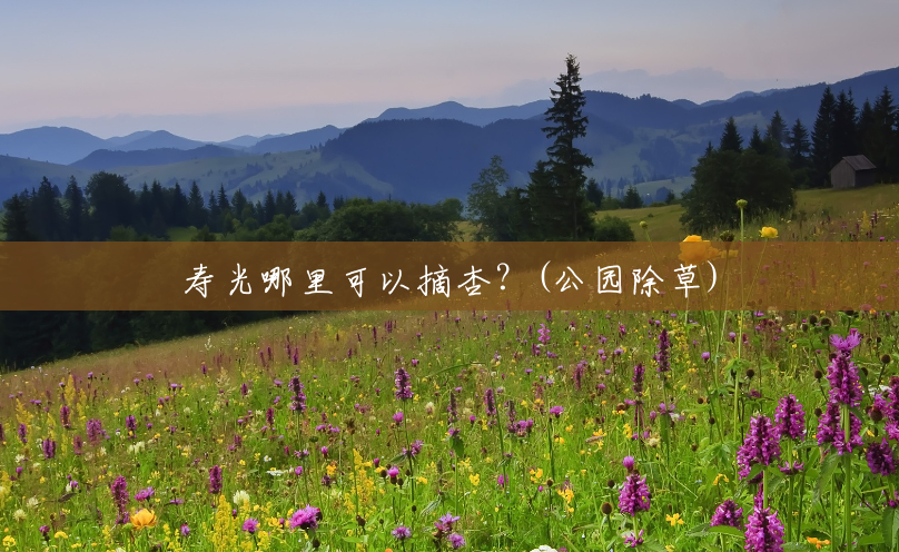 寿光哪里可以摘杏?(公园除草) 寿光哪里可以摘杏?(公园除草)