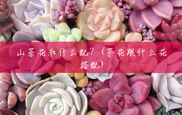 山茶花和什么配？(茶花跟什么花搭配)
