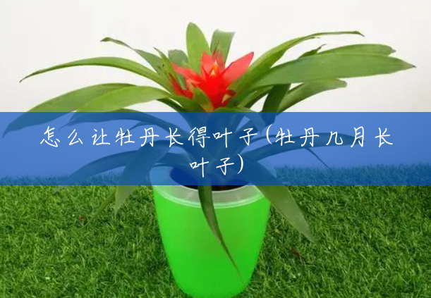 怎么让牡丹长得叶子(牡丹几月长叶子) 怎么让牡丹长得叶子(牡丹几月长叶子)