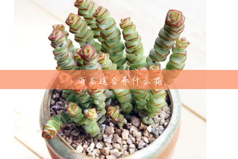 海东适合养什么花 海东适合养什么花