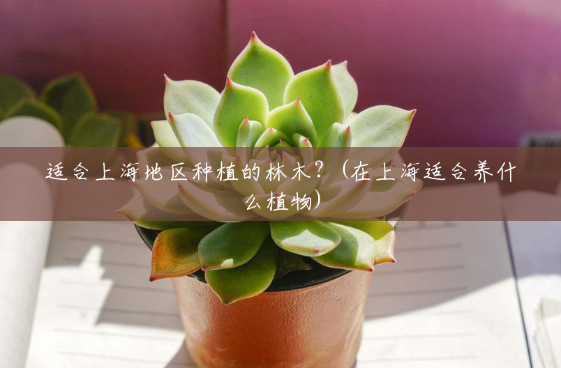 适合上海地区种植的林木?(在上海适合养什么植物) 适合上海地区种植的林木?(在上海适合养什么植物)