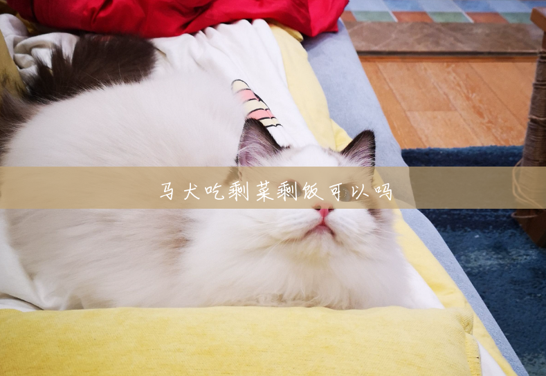 马犬吃剩菜剩饭可以吗 马犬吃剩菜剩饭可以吗