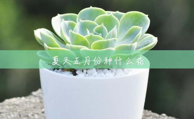 夏天五月份种什么花 夏天五月份种什么花