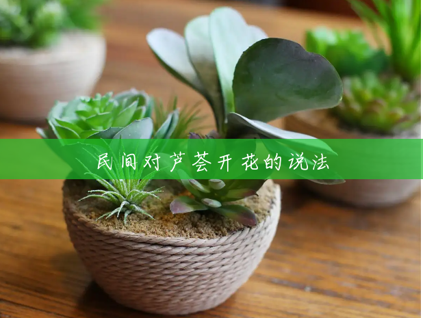 民间对芦荟开花的说法 民间对芦荟开花的说法