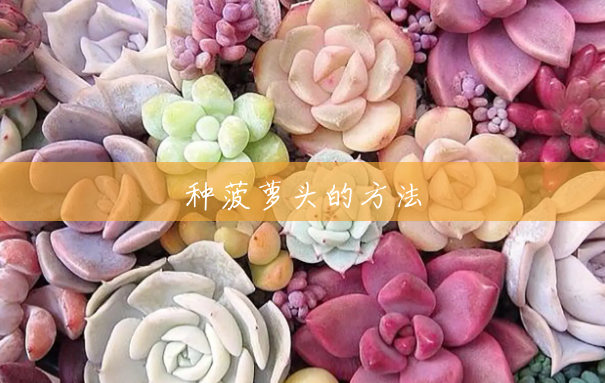 种菠萝头的方法 种菠萝头的方法