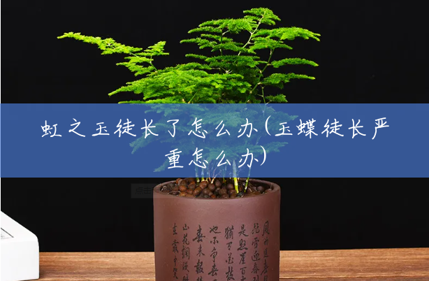 虹之玉徒长了怎么办(玉蝶徒长严重怎么办) 虹之玉徒长了怎么办(玉蝶徒长严重怎么办)