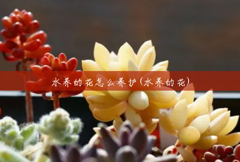 水养的花怎么养护(水养的花) 水养的花怎么养护(水养的花)