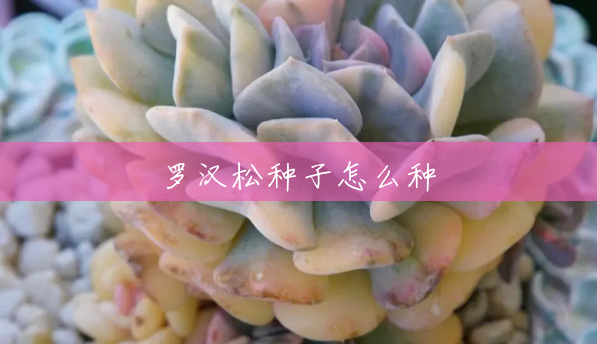 罗汉松种子怎么种 罗汉松种子怎么种