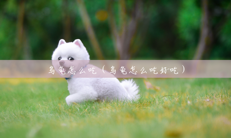 乌龟怎么吃(乌龟怎么吃好吃) 乌龟怎么吃(乌龟怎么吃好吃)